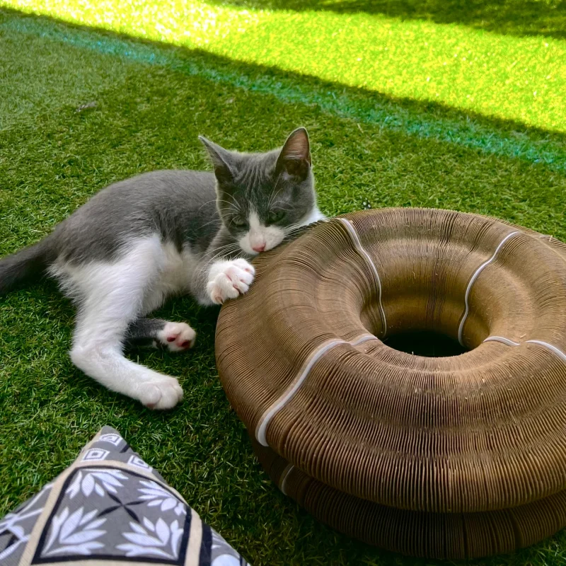 Coreloo™ Interactive Cat Tunnel Toy